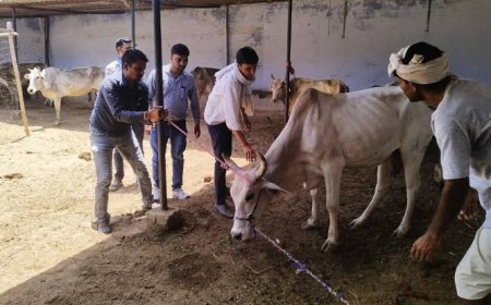 एव्हीएफओ के पद पर एकमुश्त मानदेय पर भर्ती हेतु 17 नवम्बर तक दावा-आपत्ति आमंत्रित