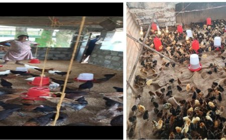 संकोच से आत्मनिर्भरता तक  बस्तर की राजकुमारी कश्यप बनीं सफल पशुपालक, ‘बिहान’ मिशन ने बदली जिंदगी