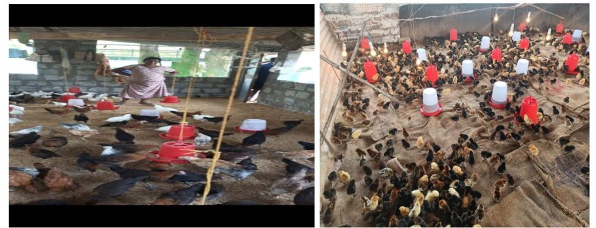 संकोच से आत्मनिर्भरता तक  बस्तर की राजकुमारी कश्यप बनीं सफल पशुपालक, ‘बिहान’ मिशन ने बदली जिंदगी